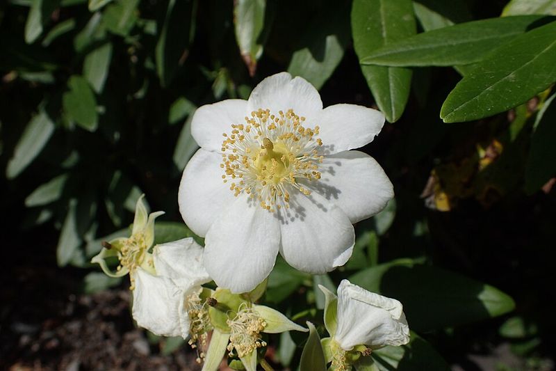 Bush Anemone Brings Elegant White Blooms