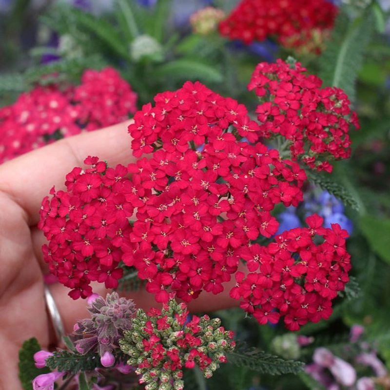 Yarrow Spreads Easily In Low Water Landscapes