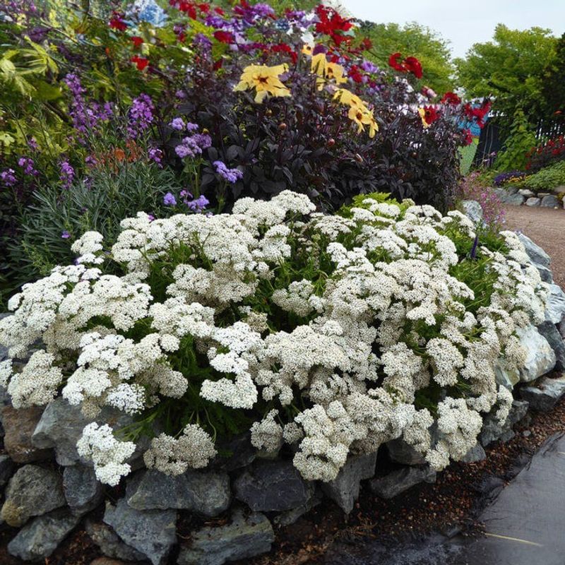 Yarrow Pushes Out New Feathery Growth