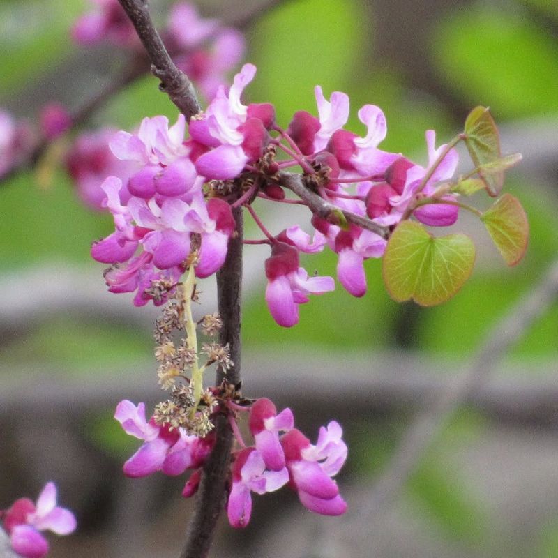 Western Redbud