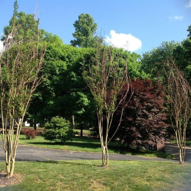 Branches Fail To Leaf Out In Late Spring