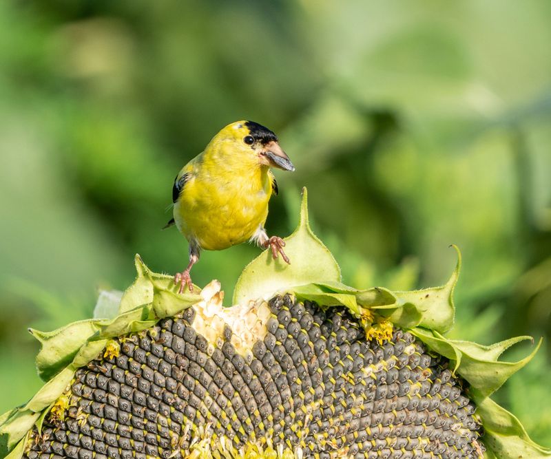 Perennial Sunflowers Make Goldfinches Feel At Home