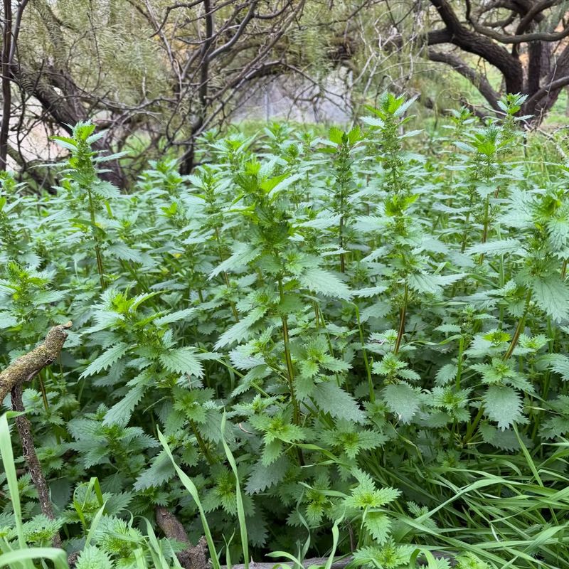 Burning Nettle