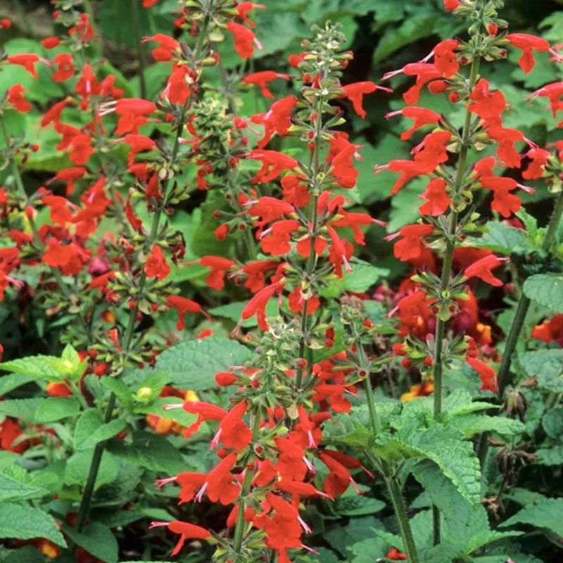 Scarlet Salvia Keeps Hummingbirds Checking The Front Walk