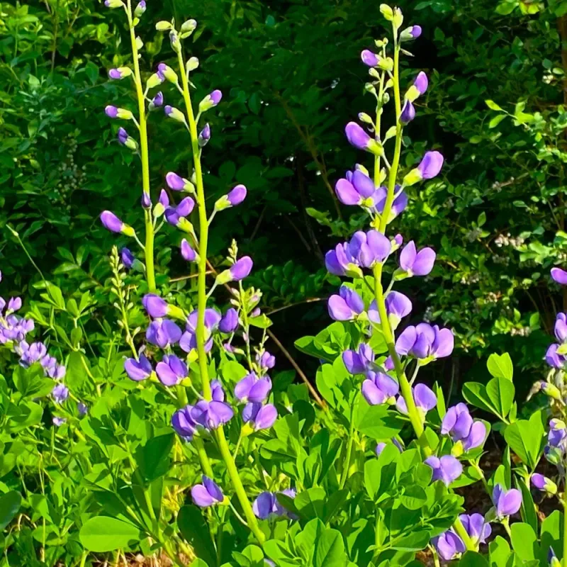 Wild Indigo That Adds Strong Structure