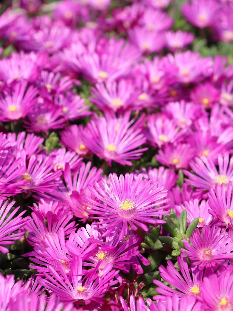 Hardy Ice Plant