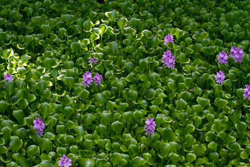 Clear Water Hyacinth Before It Covers Water Surfaces