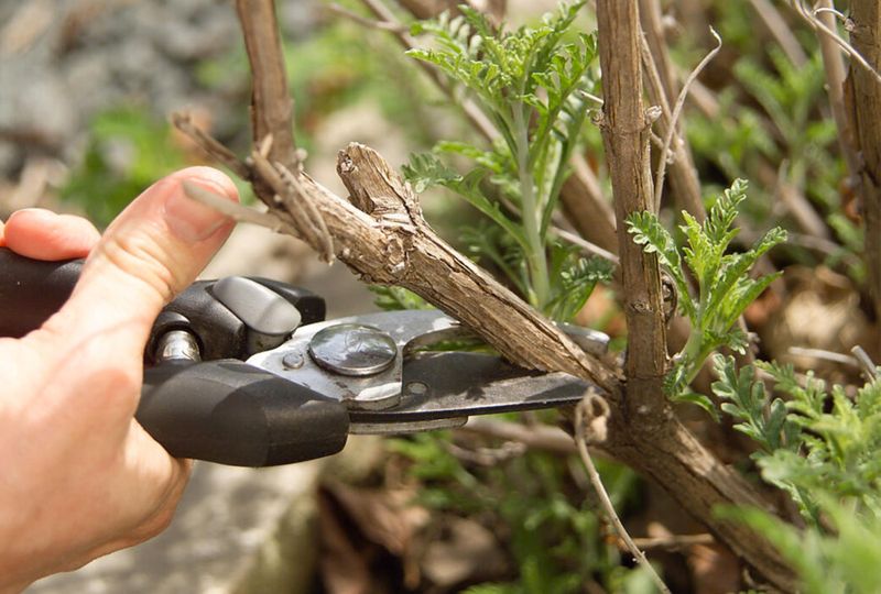 Watch For These Common Pruning Habits