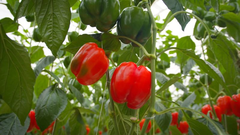 Prioritize Airflow In North Carolina's Humid Climate