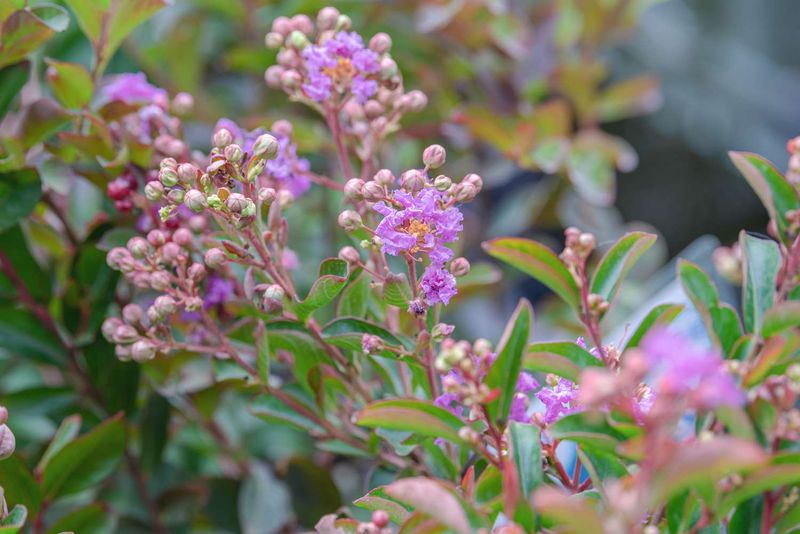 Understand Why Late Cuts Reduce Summer Blooms