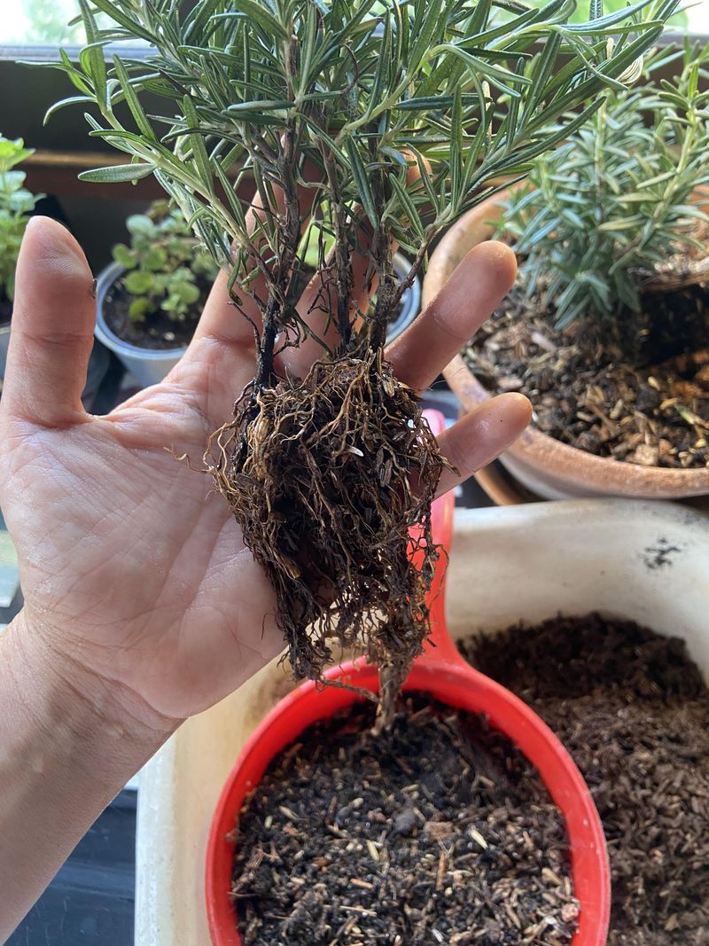 Blame Wet Feet Before You Blame The Heat