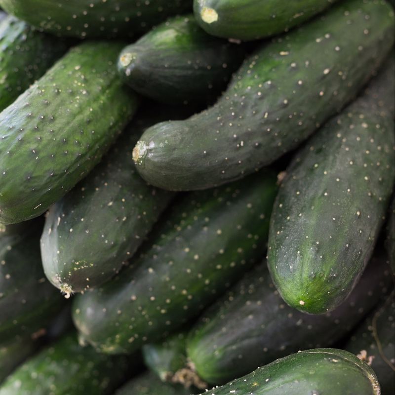 Poinsett 76 Built For Heat And Disease Resistance