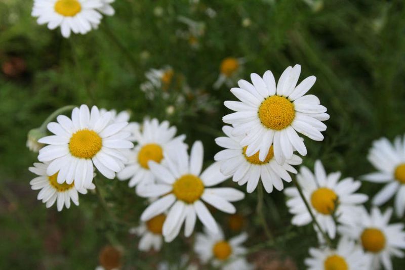 Chamomile (Matricaria chamomilla)