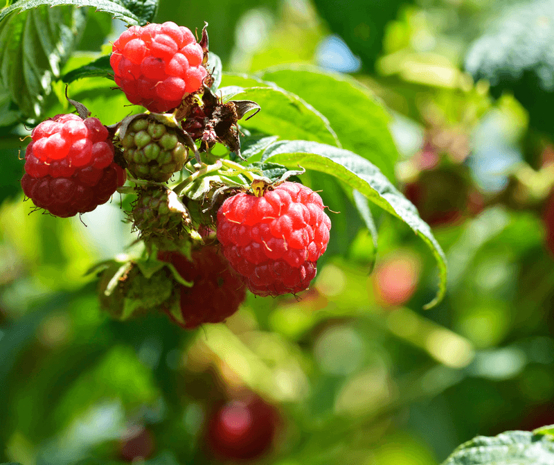 Raspberries (Rubus idaeus)