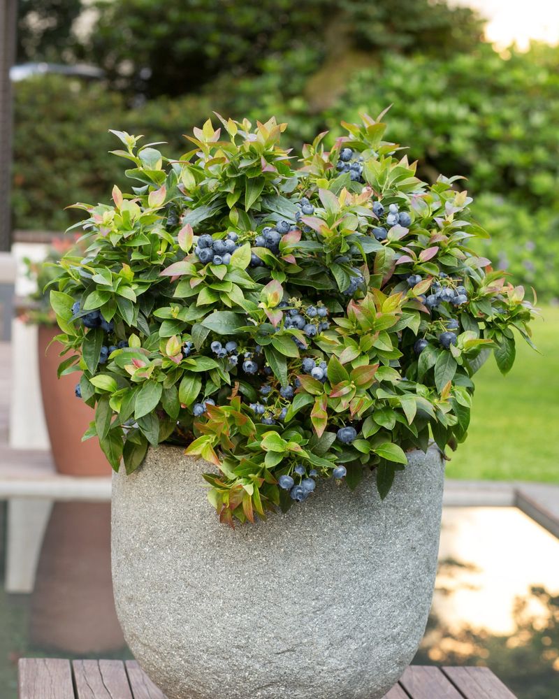 Blueberries Thrive In Pots With Acidic Soil And Good Drainage