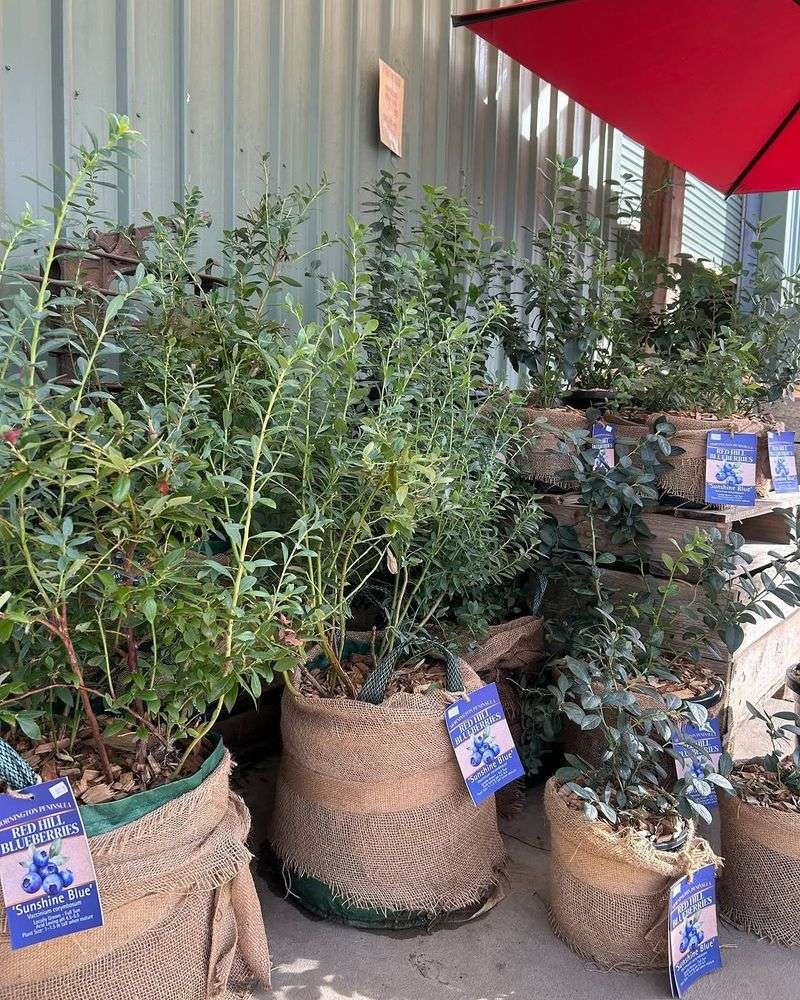 Blueberries Thrive In Buckets With Acidic Soil