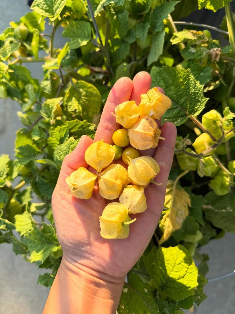 Ground Cherries Stay Productive In Hanging Containers
