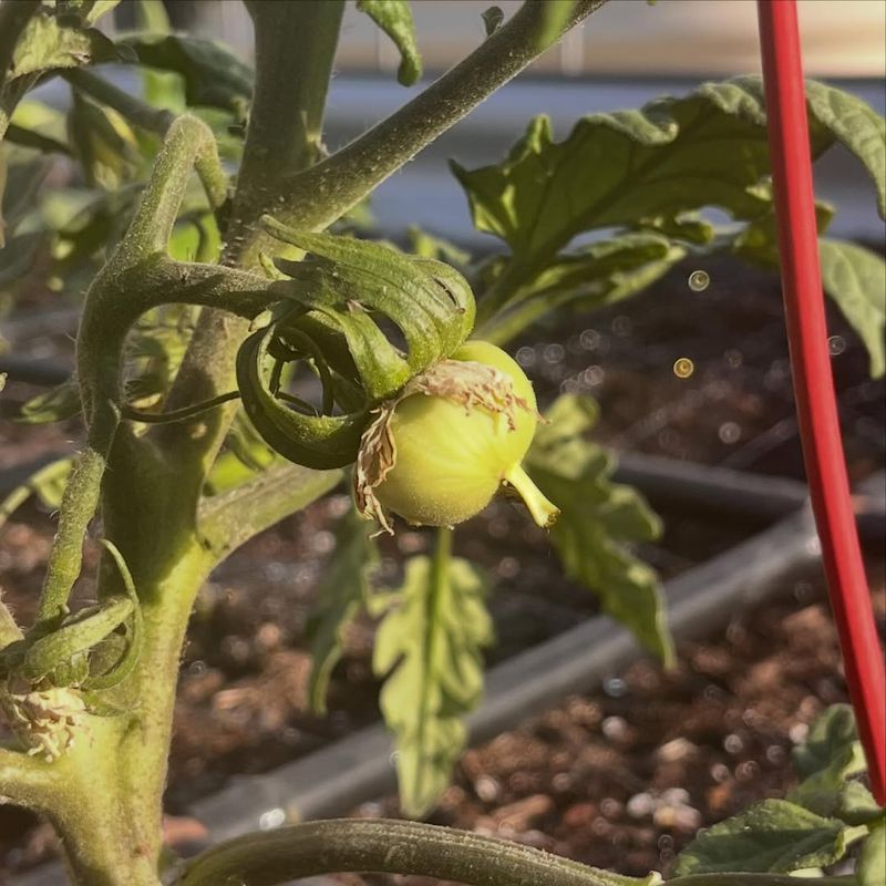 Tomatoes Struggle With Pollination In Warm Nights
