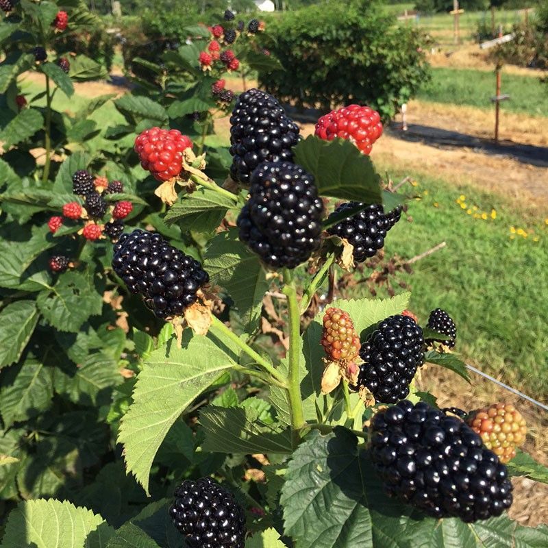 Blackberries With Bold Flavor That’s Surprisingly Easy To Grow