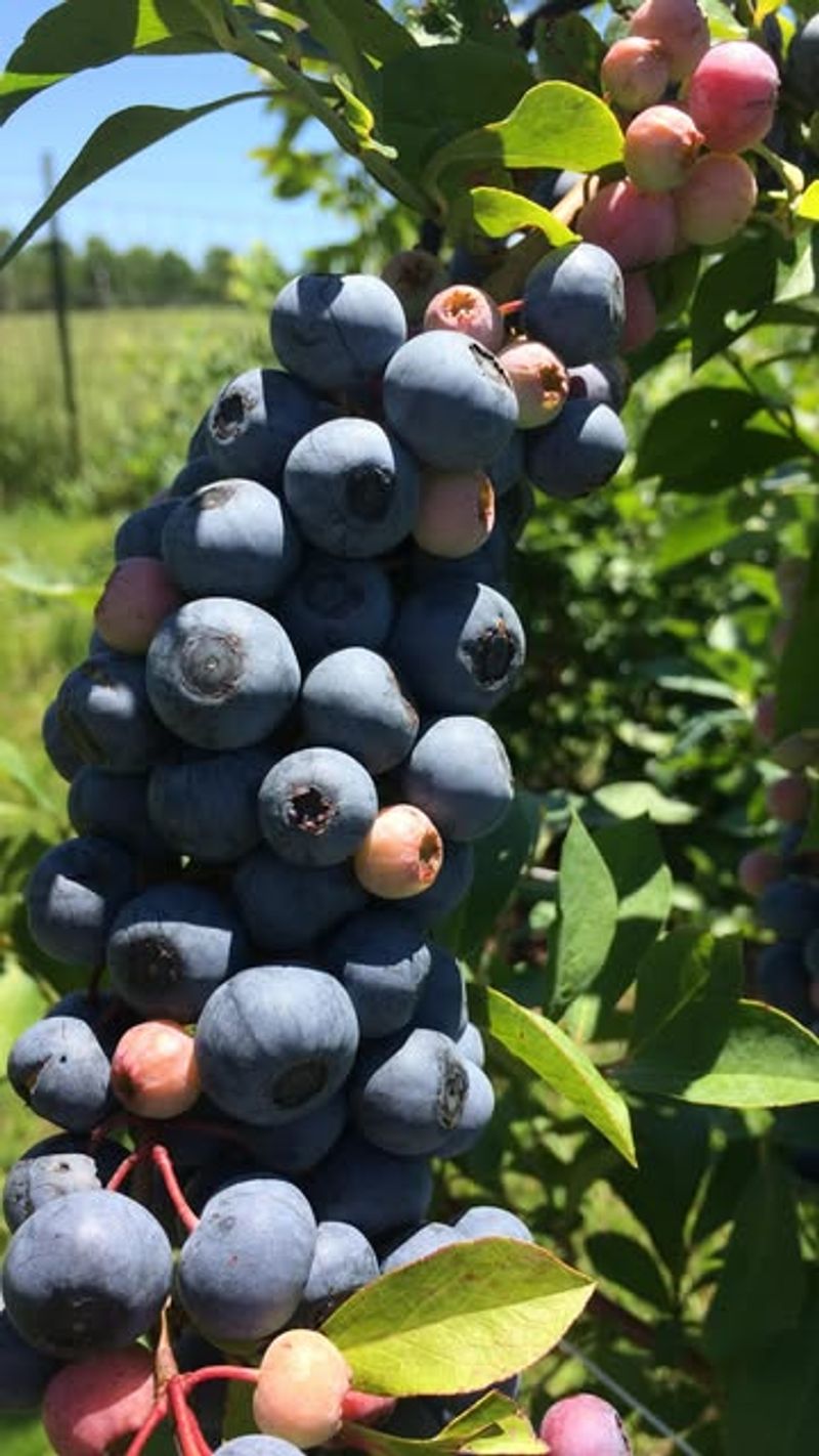 Blueberries (Southern Highbush)