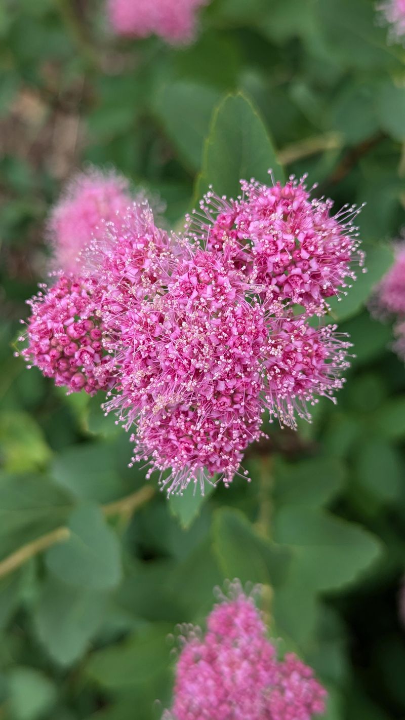Subalpine Spirea Delicate Blooms In Moist Soil