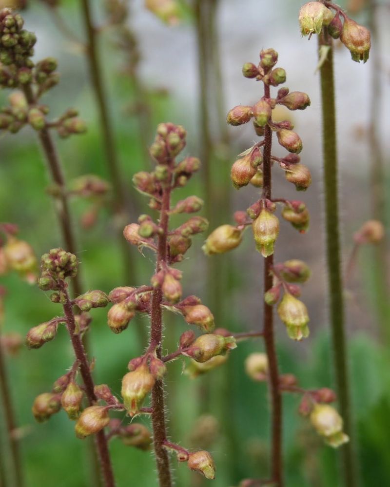 Small-Flowered Alumroot