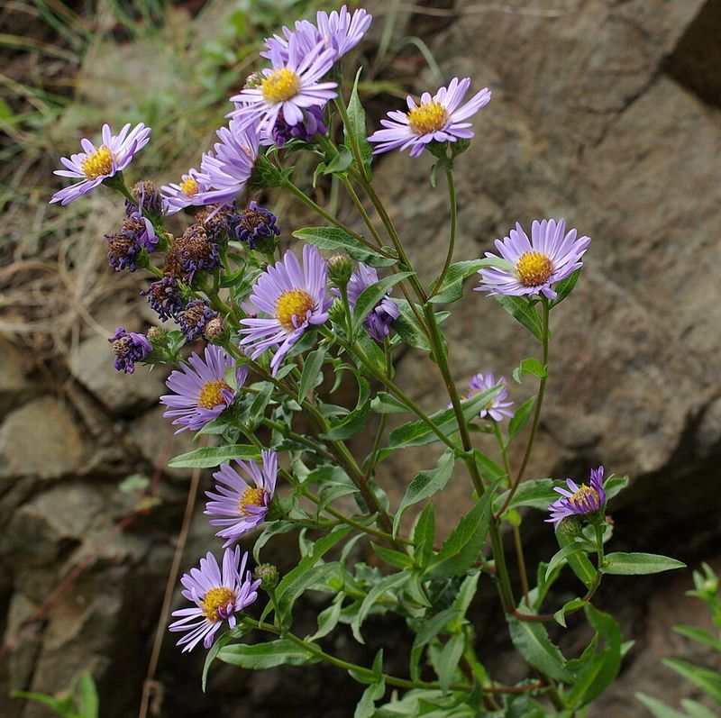 Douglas' Aster