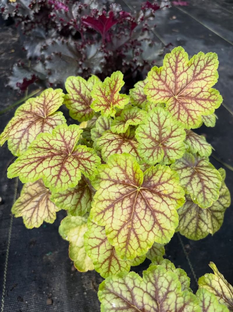 Use Bold Foliage To Fill The Gaps