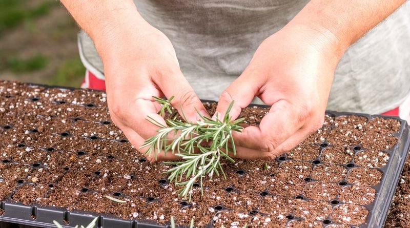 Use A Light Well-Draining Rooting Mix, Not Garden Soil