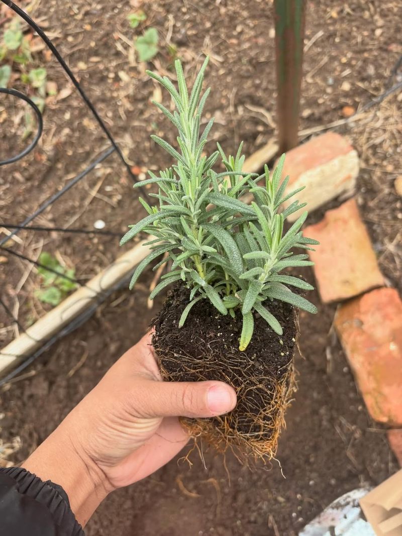 Use A Well-Draining Rooting Mix