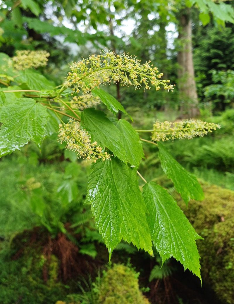 Mountain Maple (Acer spicatum)