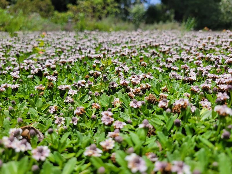 A Naturally Low Shape Keeps Maintenance Simple