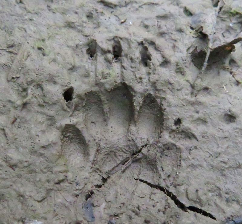 Tracks With Five Toes And Claw Marks