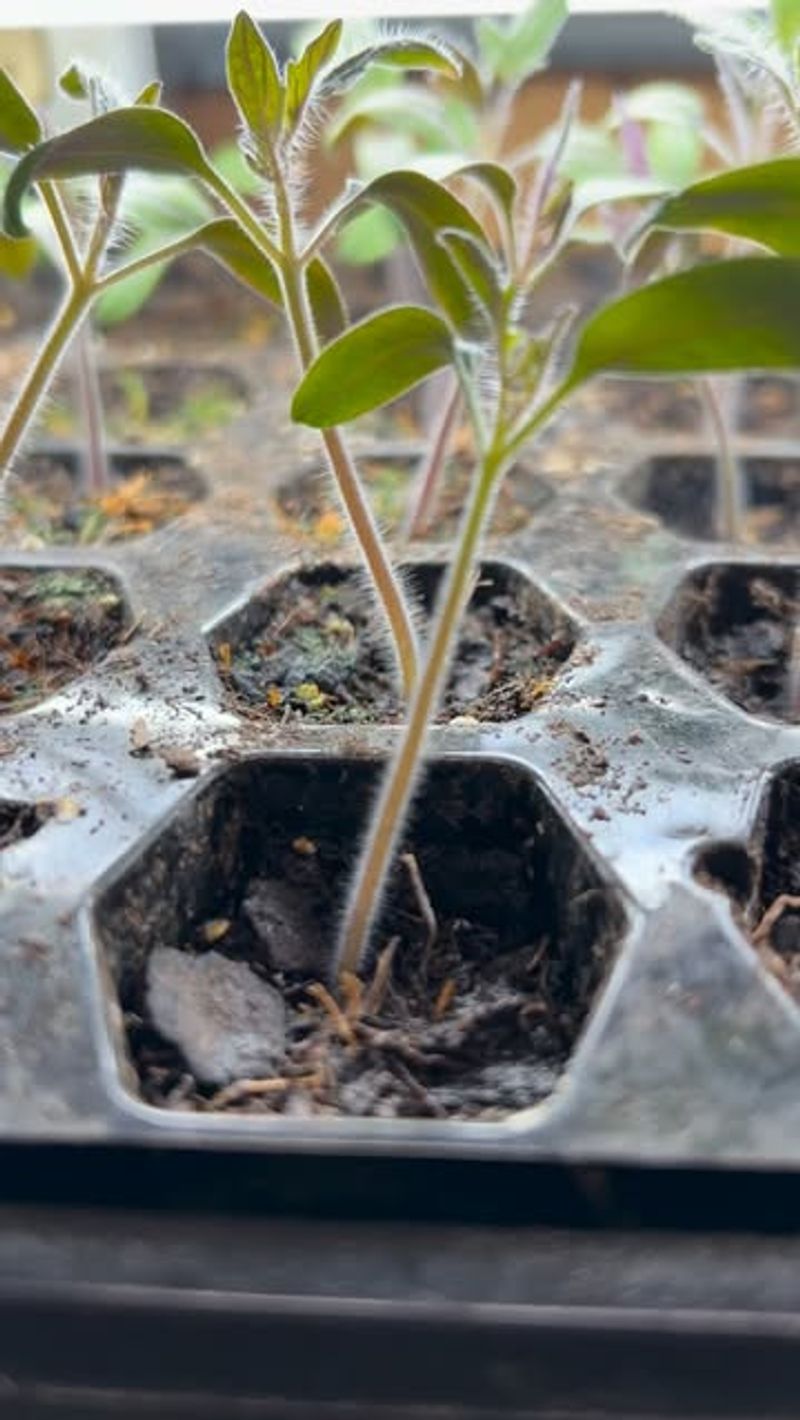 Wind Builds Stronger Stems Over Time