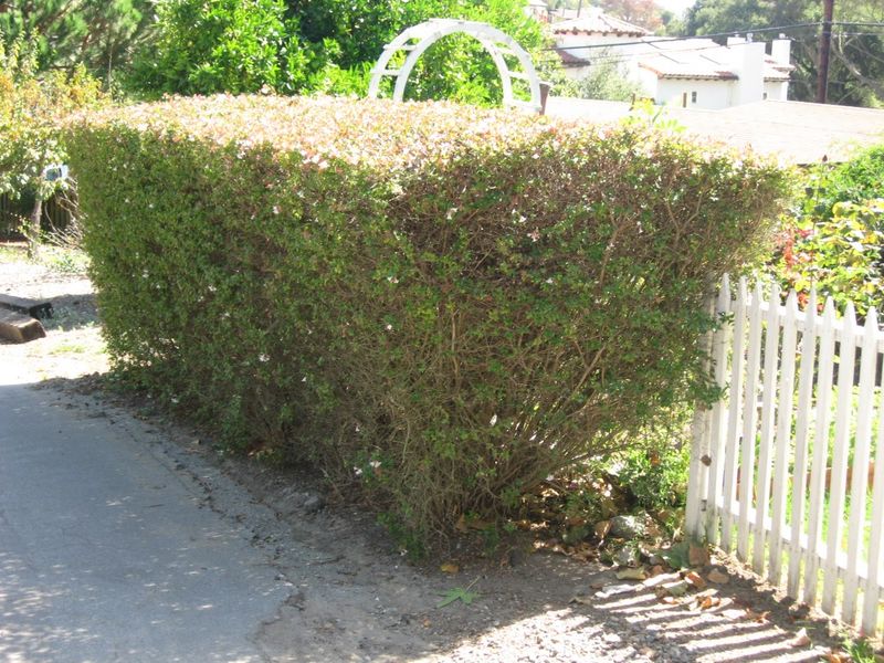A Hedge That Is Narrower At The Bottom Than The Top