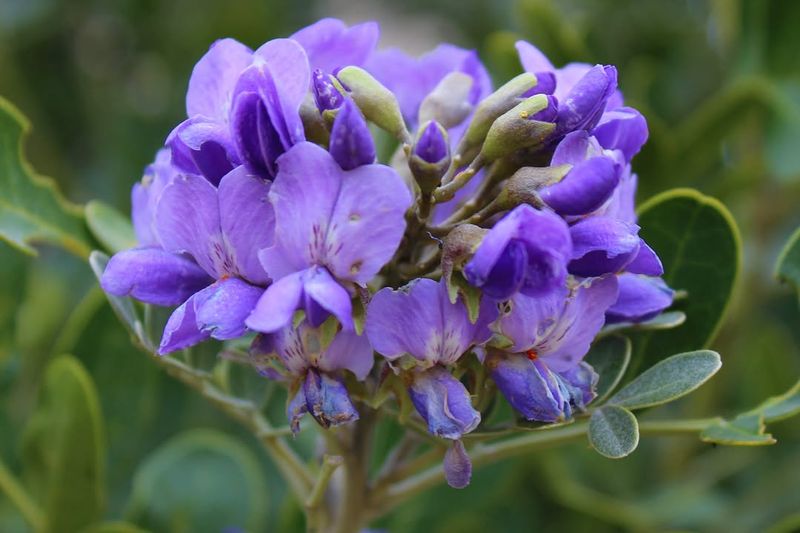Texas Mountain Laurel Brings Spring Drama