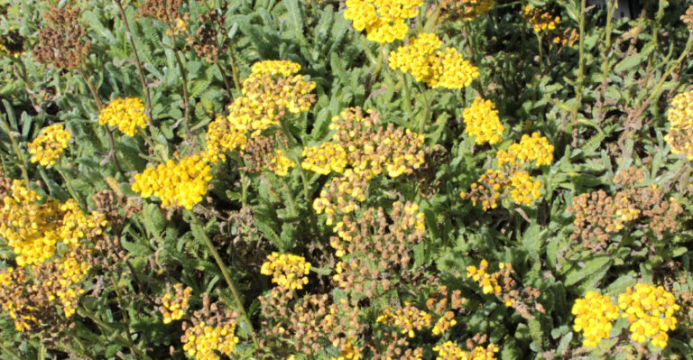 wolly yarrow