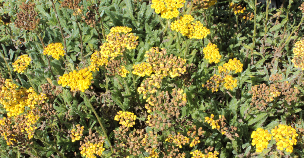 wolly yarrow
