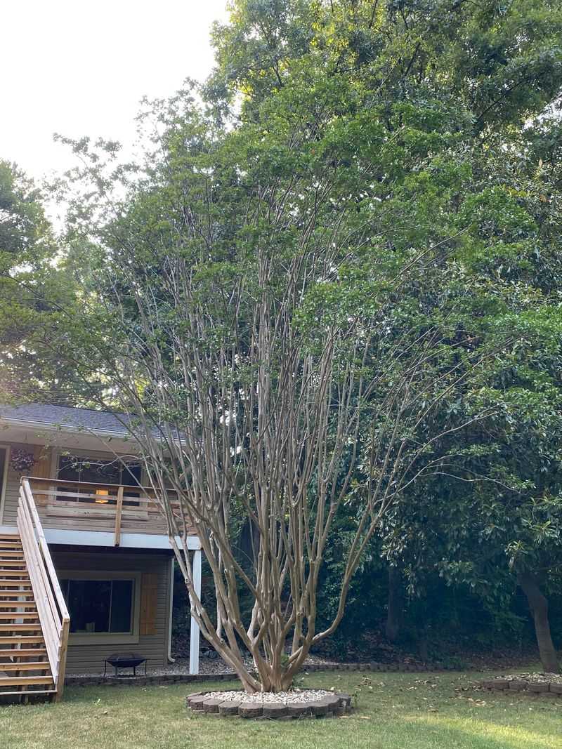 Fewer Or Delayed Blooms In Summer