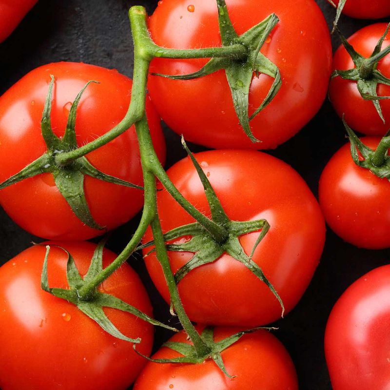 Glacier (Solanum lycopersicum 'Glacier')