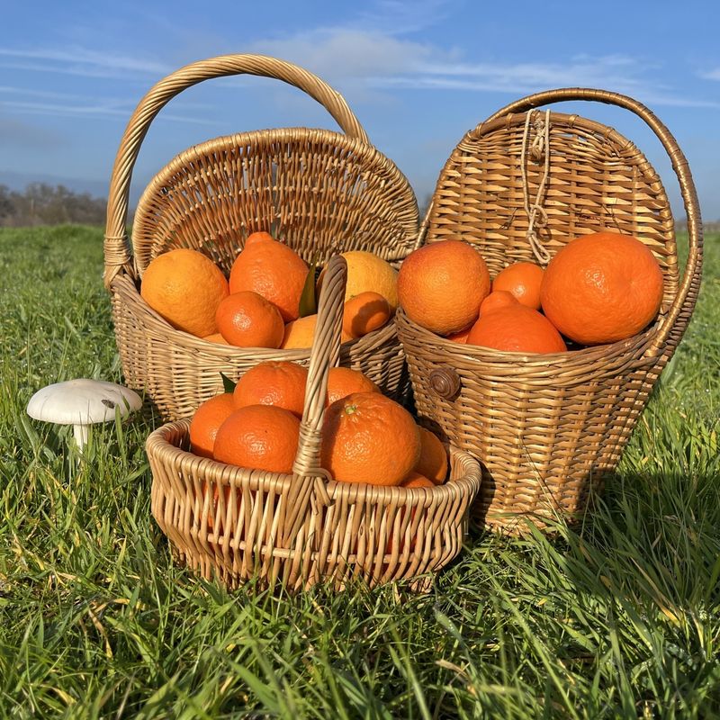 Harvesting Citrus And Veggies Feels Easier With Baskets
