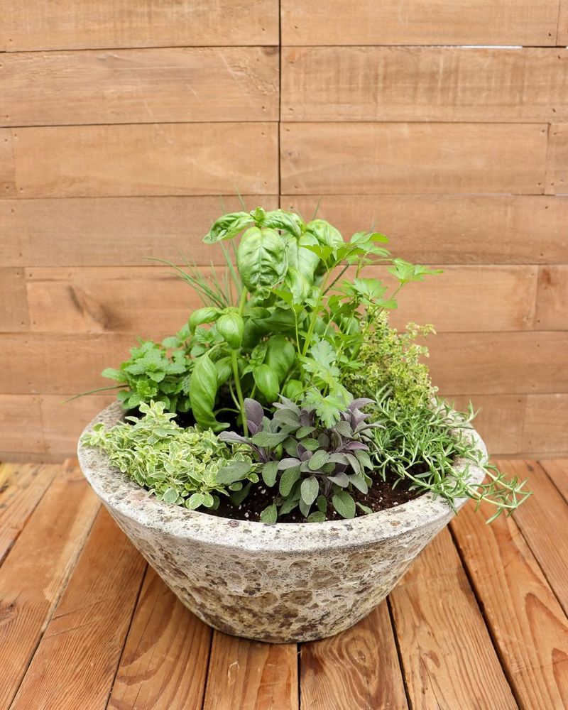 Herbs Thrive With Better Drainage In Pots