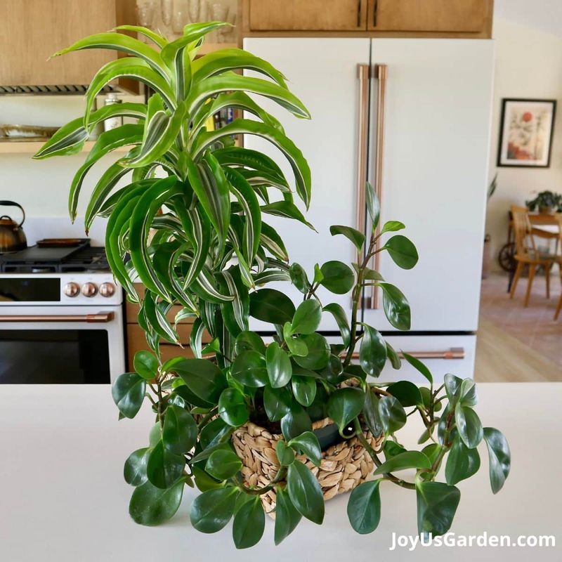 Dracaena And Baby Rubber Plant For Medium Indoor Light