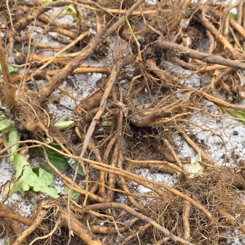 Root Damage From Compacted Or Saturated Piedmont Clay