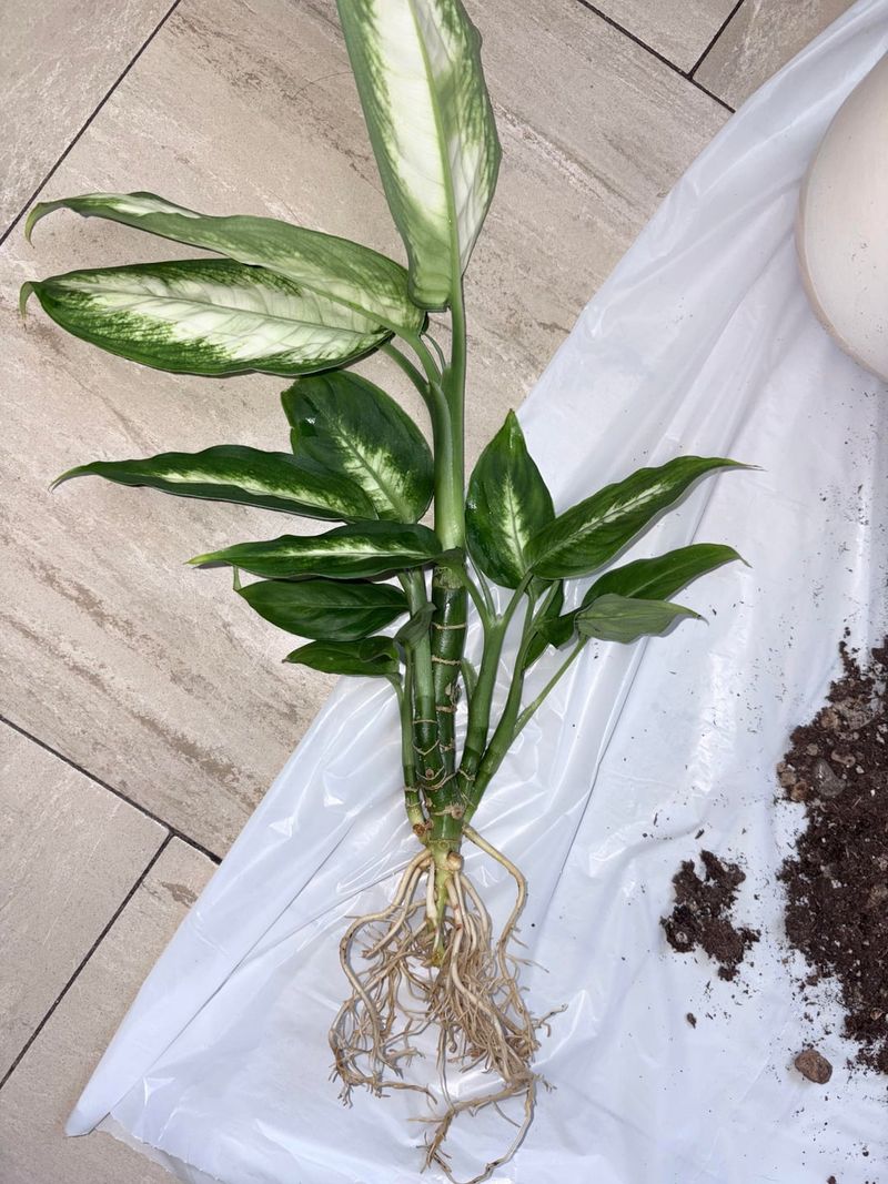 Old Or Poor-Draining Soil
