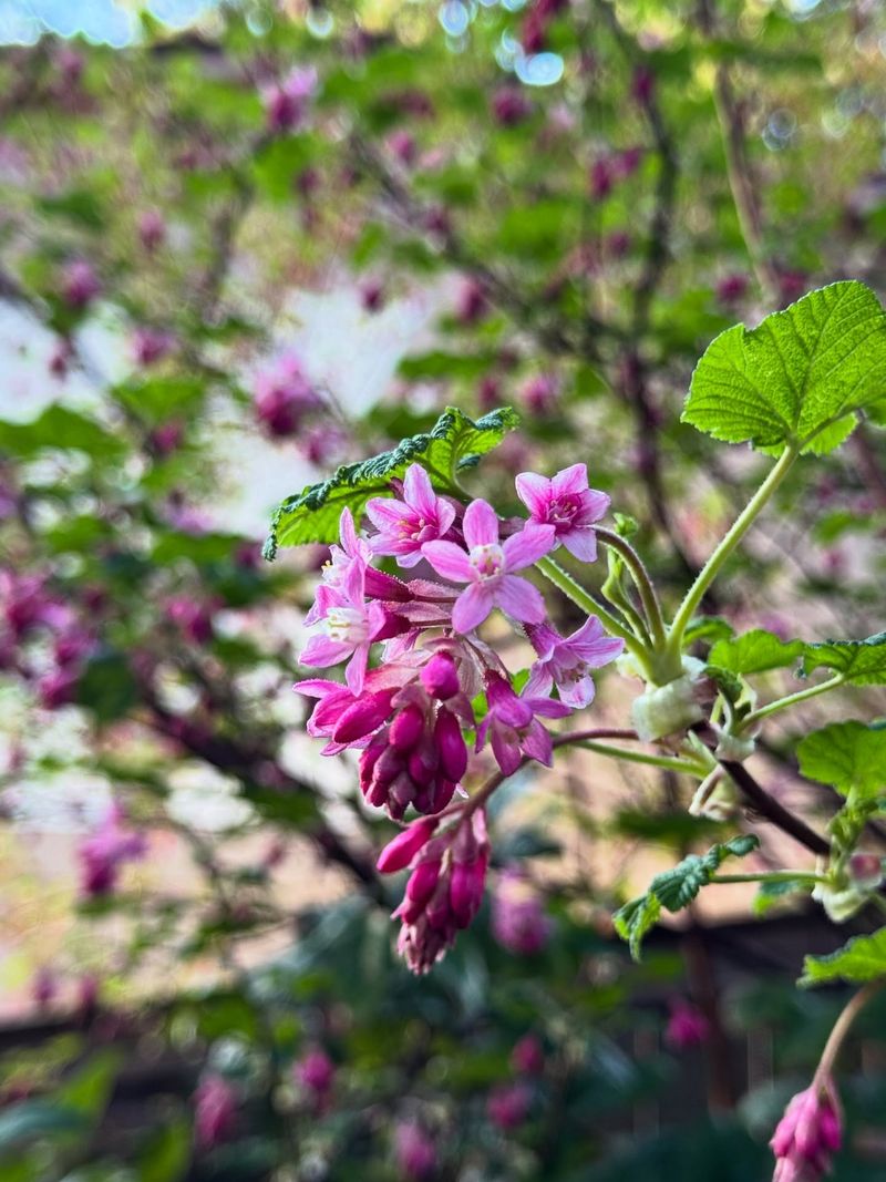 Pink-Flowering Currant