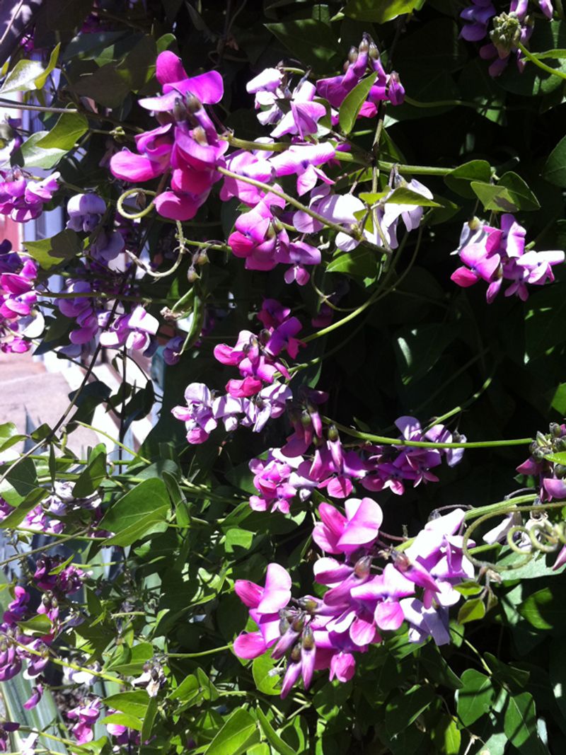 Sweet Peas Bring Fragrance To Early Trellises