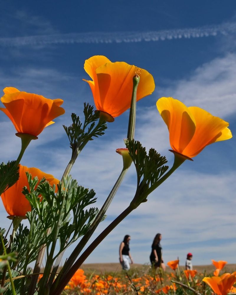 California Poppy