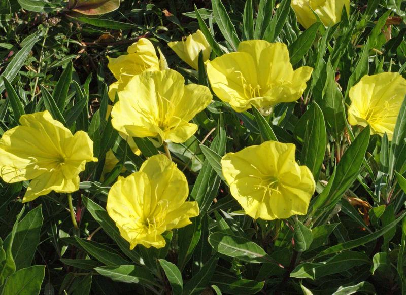 Evening Primrose Reseeding Freely Across Open Soil