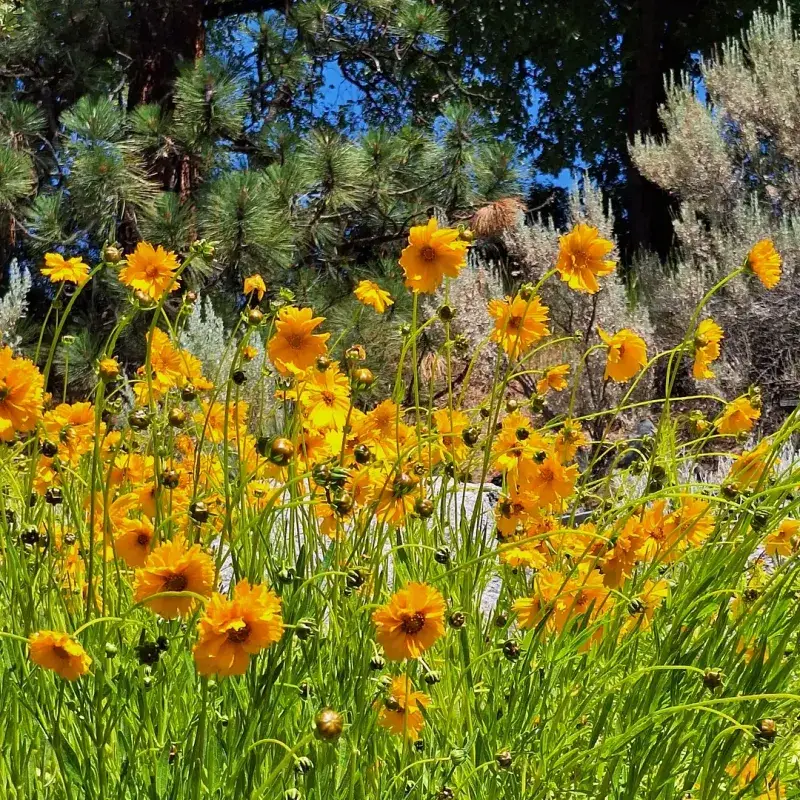 Coreopsis